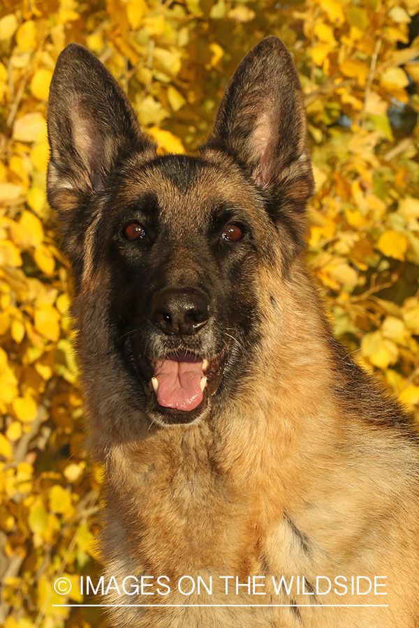 German Shepherd in front of fall tree.