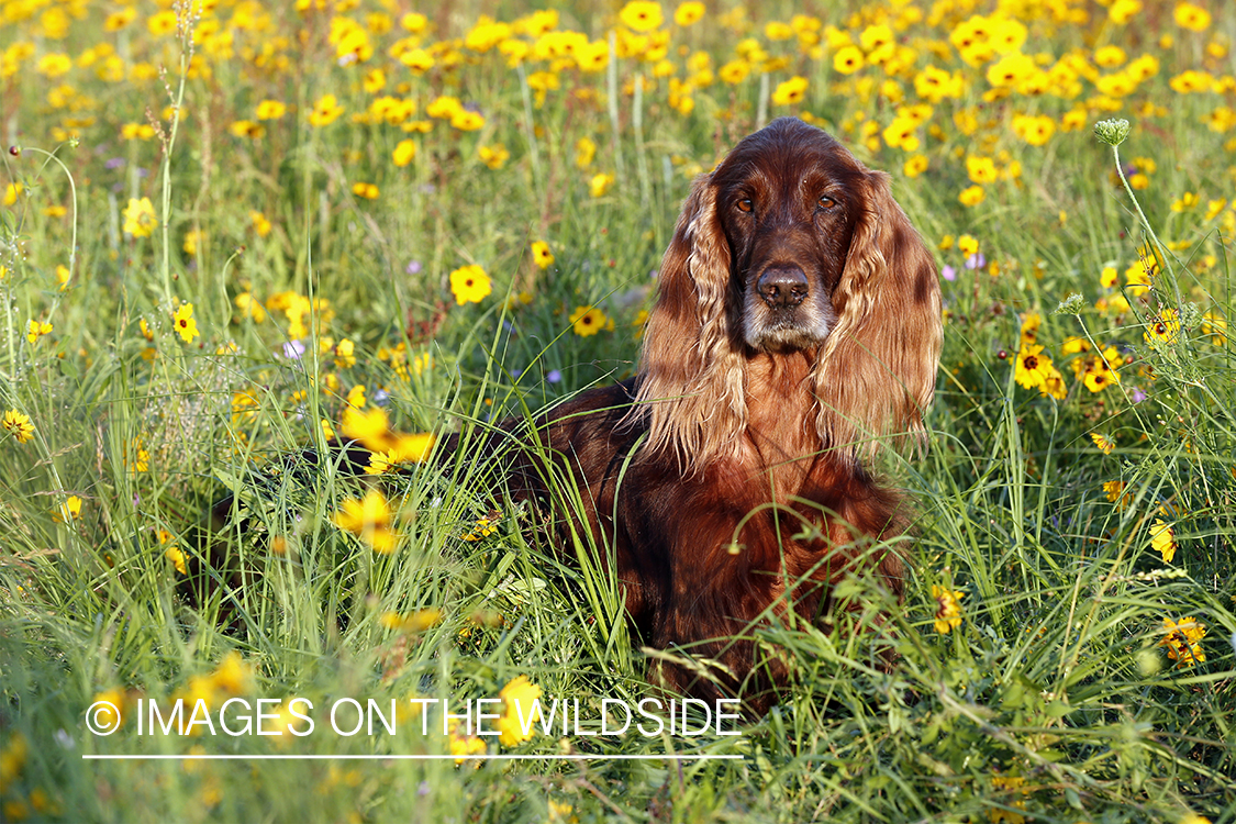 Irish Setter in field.