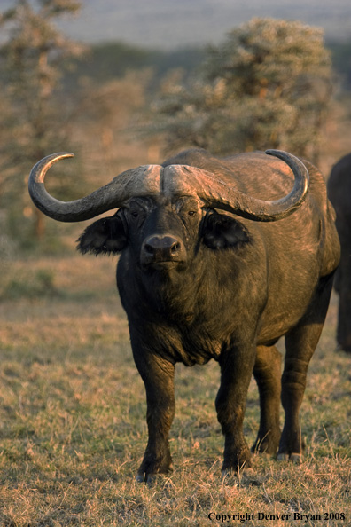 Cape Buffalo in habitat