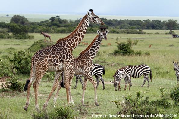 Masai Giraffe (adult with young)