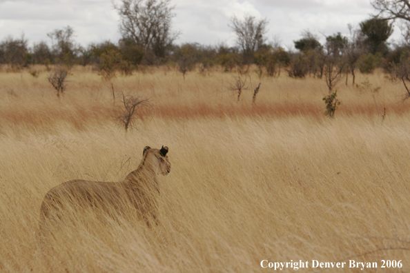 African lioness hunting