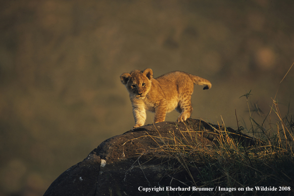 African Lion cub