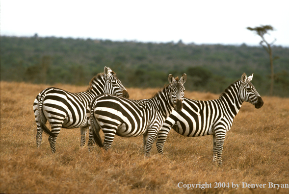 Burchell's zebras in field. Kenya, Africa.
