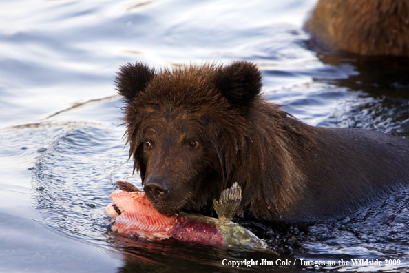 Brown bear in habitat