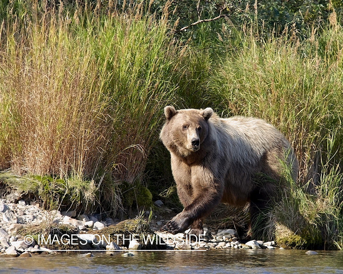 Brown Bear in habitat.