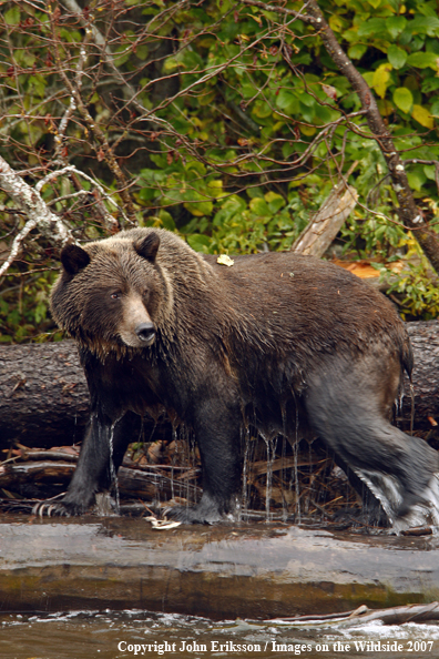 Grizzly bear in habitat