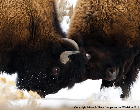 American Bison fighting in winter habitat.