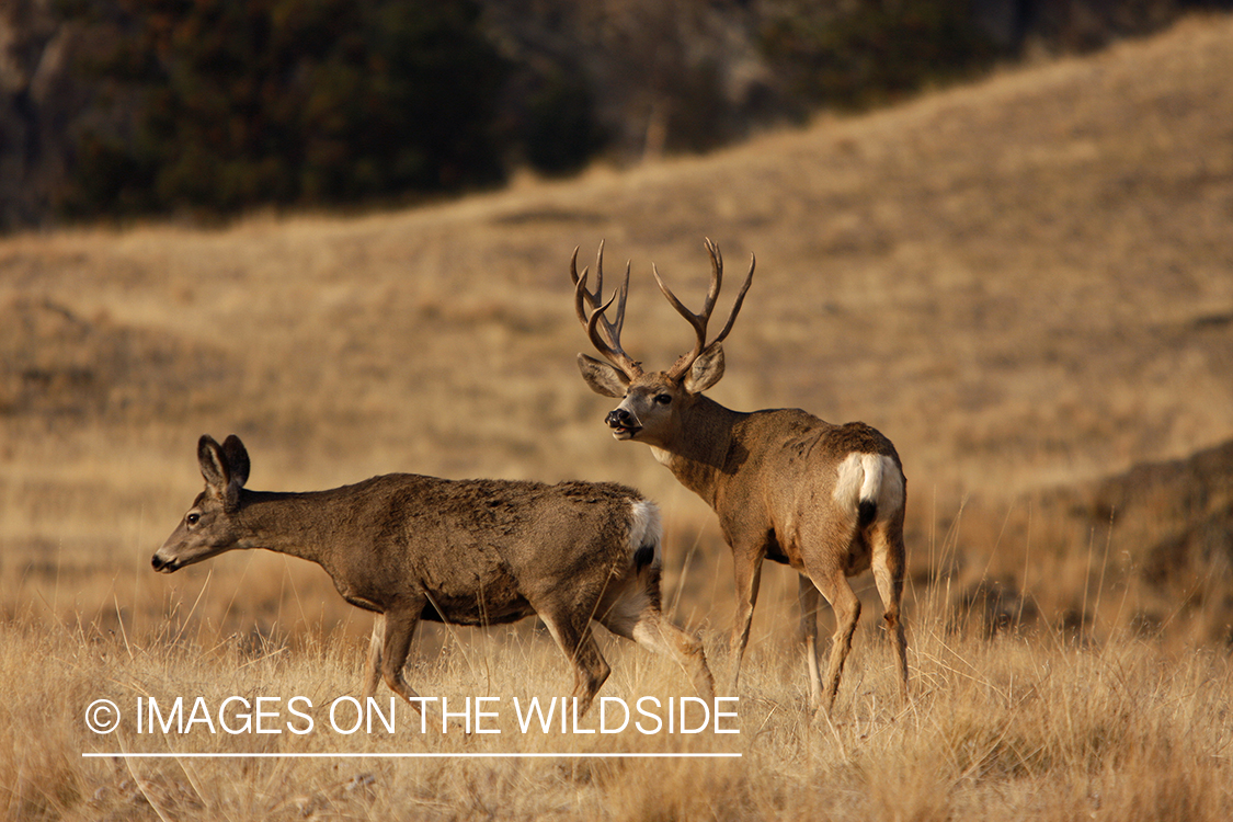 Mule deer pair