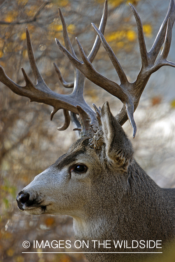 Mule deer 