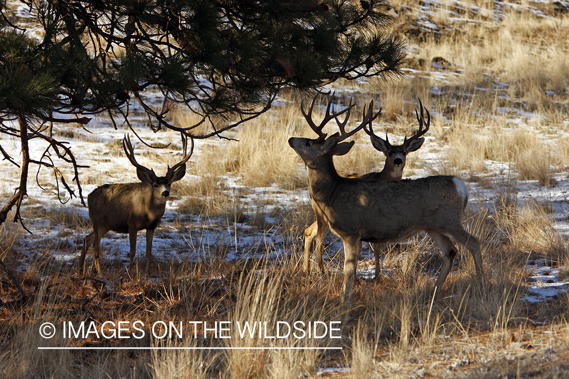 Mule deer 
