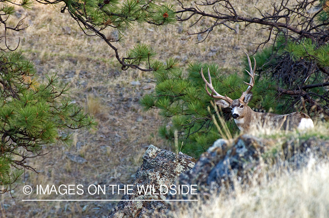 Mule Buck in Field 