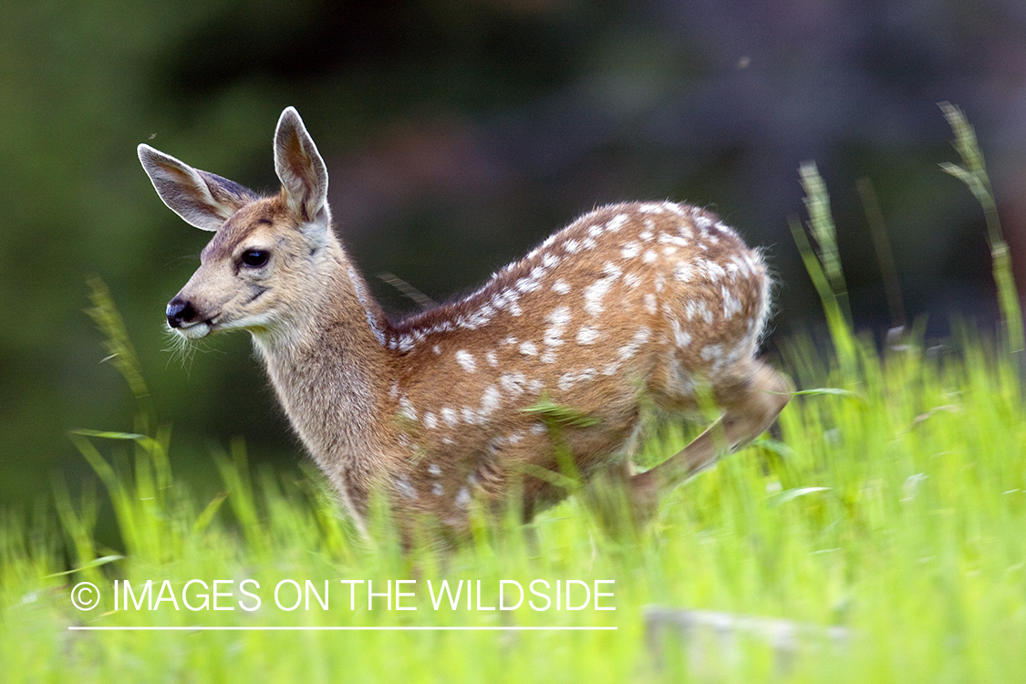 Mule Deer fawn in habitat