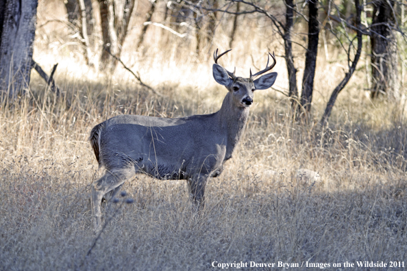 Coues white-tailed buck in field in Arizona. 