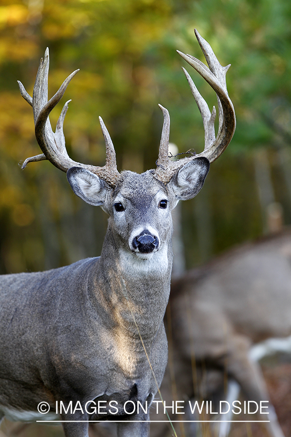 White-tailed buck in habitat. 