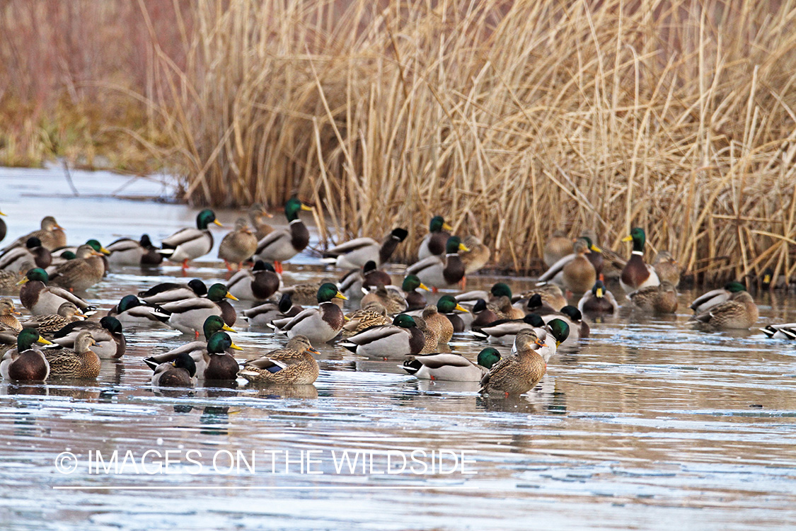 Flock of Mallards in winter habitat.