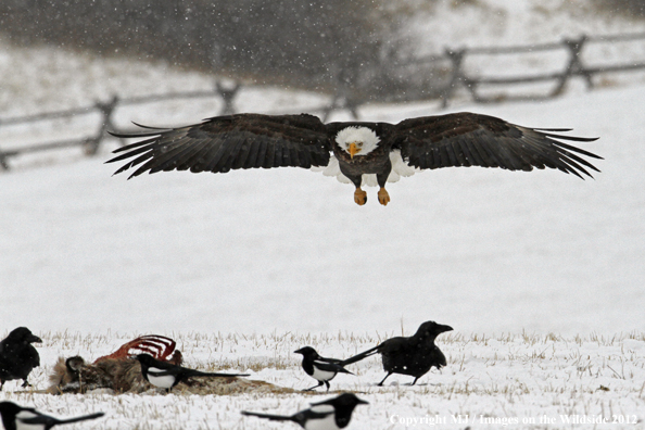 Bald eagle approaching carcass with ravens and magpies. 
