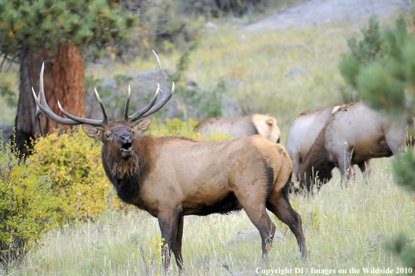 Rocky Mountain Bull Elk