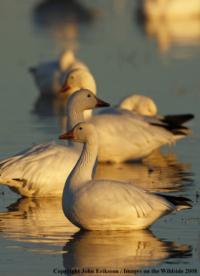 Snow geese in habitat