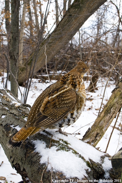 Ruffed Grouse in habitat. 