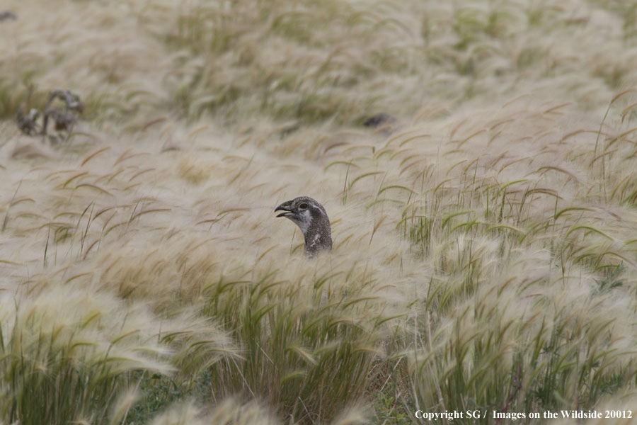 Sage Grouse in high grass. 