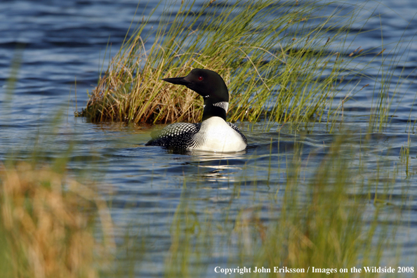 Common Loon