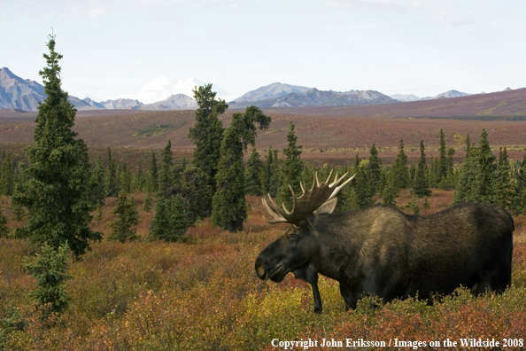 Alaskan Moose in Habitat