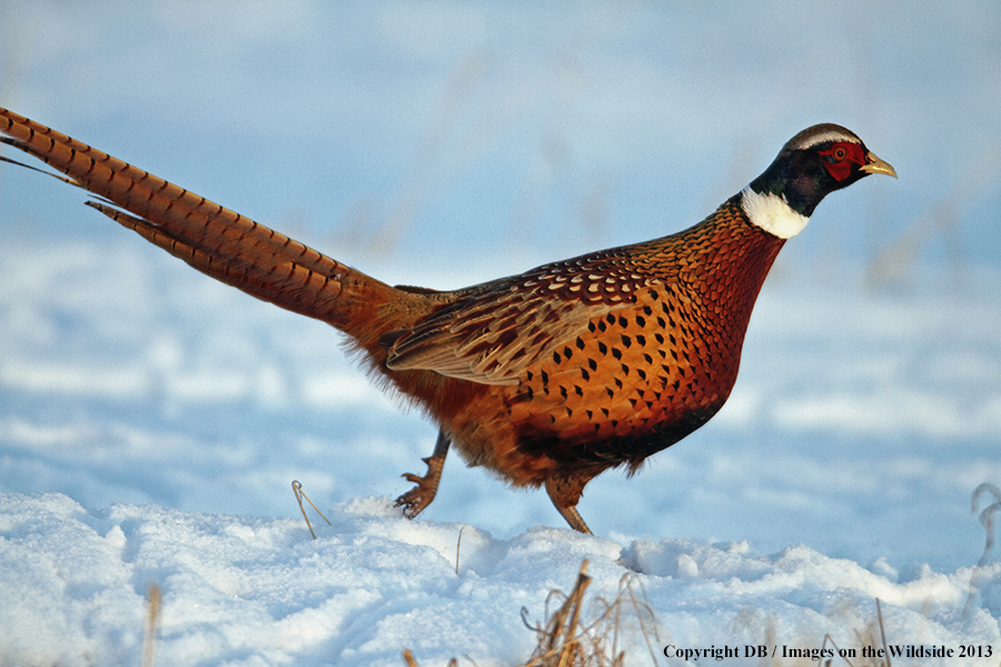 Ring-necked pheasant in field.