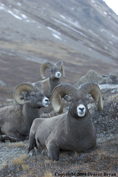 Herd of Rocky Mountain bighorn sheep (rams).