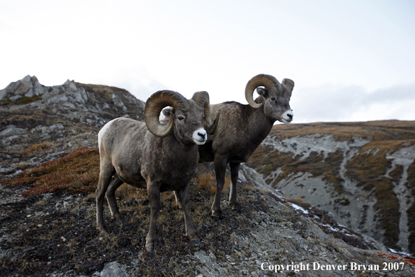 Rocky Mountain Bighorn Sheep