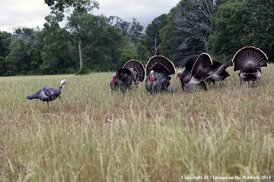 Rio Grande Turkeys with decoy. 