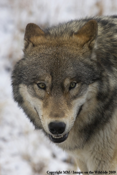 Wolf (wild) in Yellowstone National Park