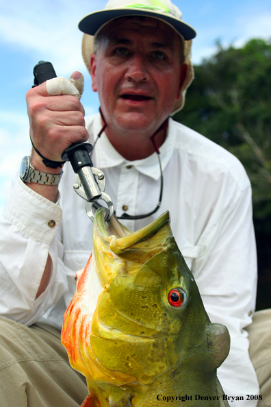 Flyfisherman with peacock bass