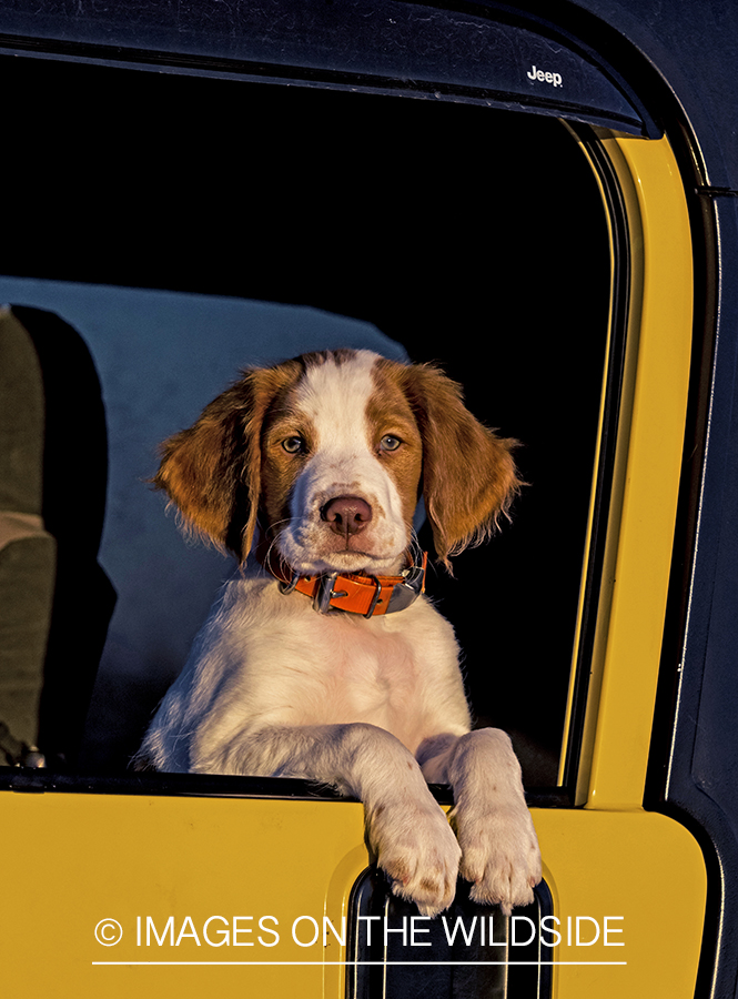 Brittany Spaniel puppy in yellow Jeep.
