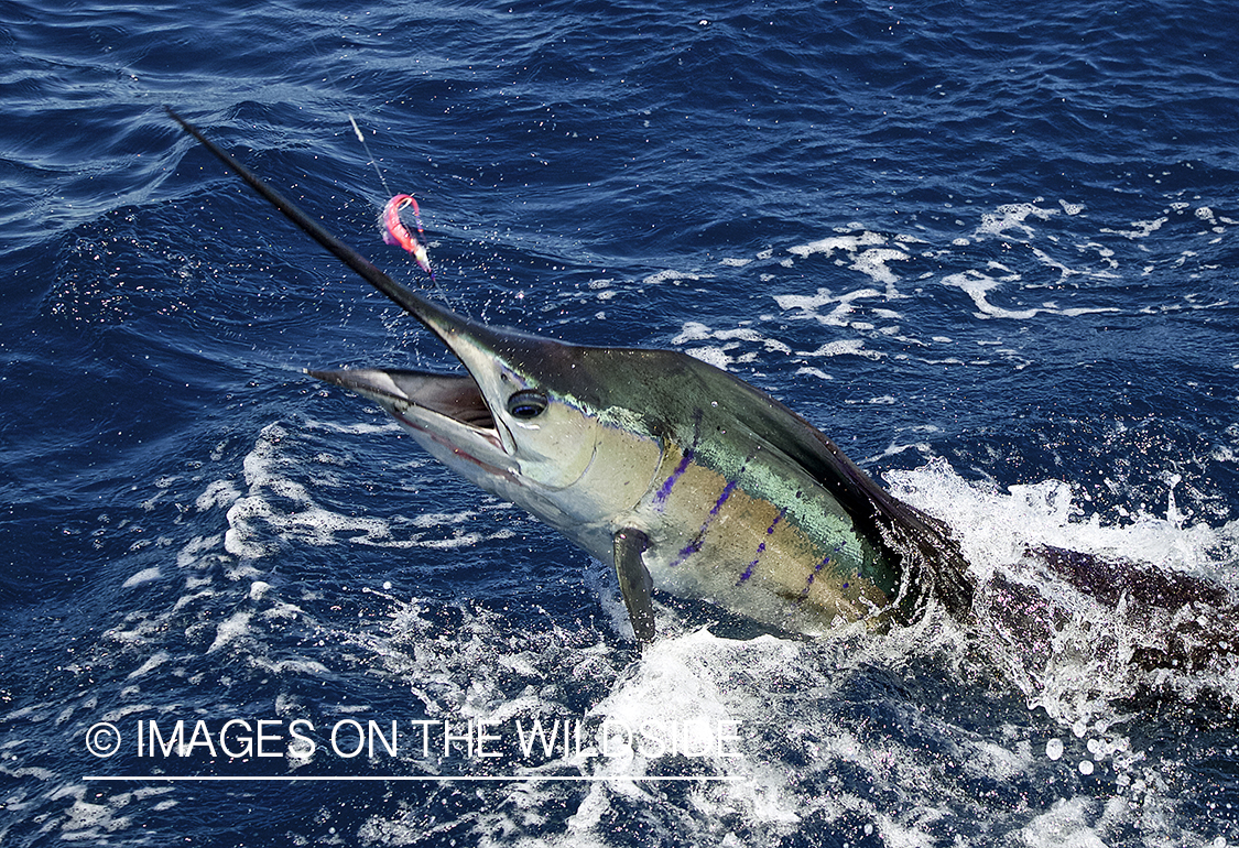 Deep sea fisherman fighting jumping pacific sailfish.
