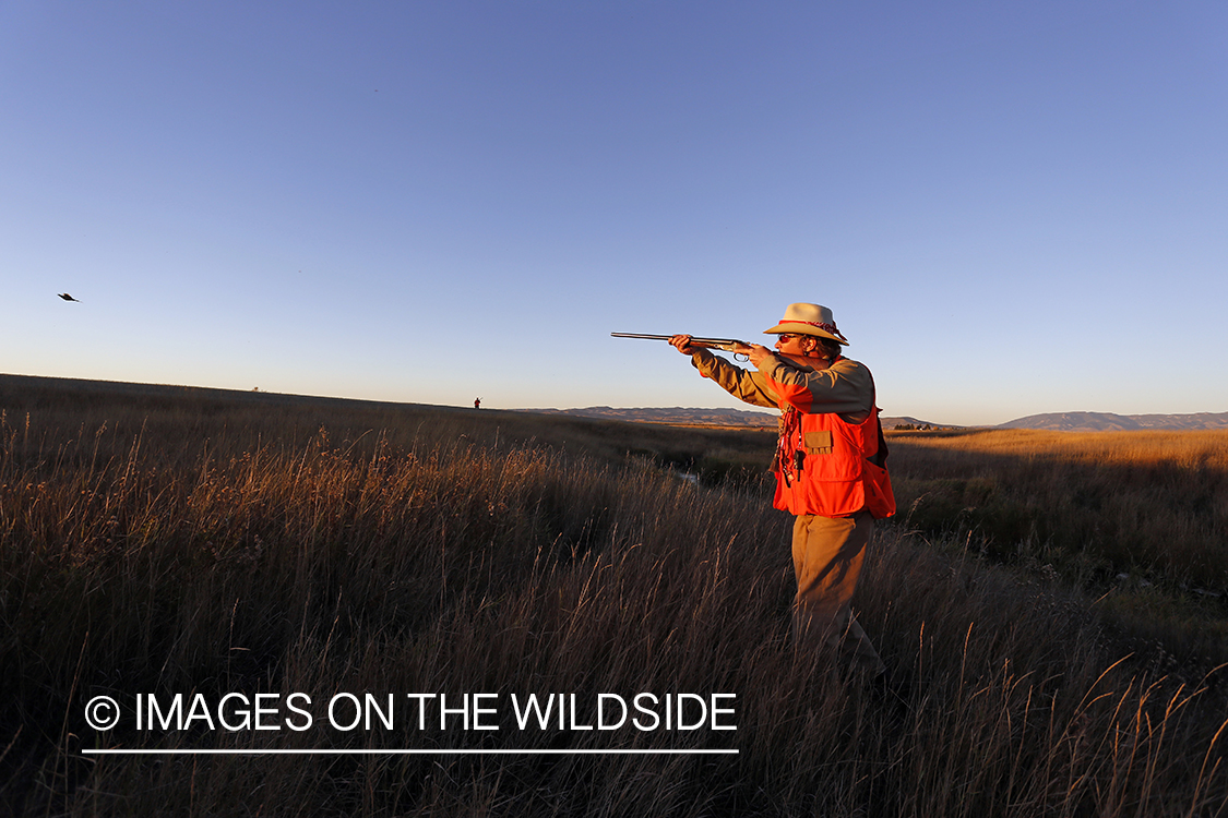 Upland game bird hunter in shooting at flushed pheasants.