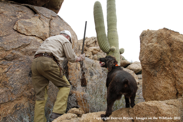 Upland game bird hunter with dog hunting desert quail in Arizona.