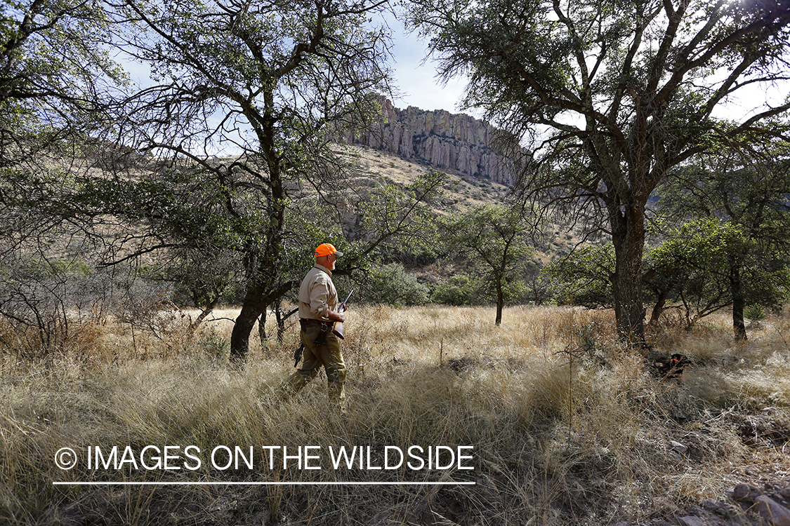 Desert quail hunter in field.