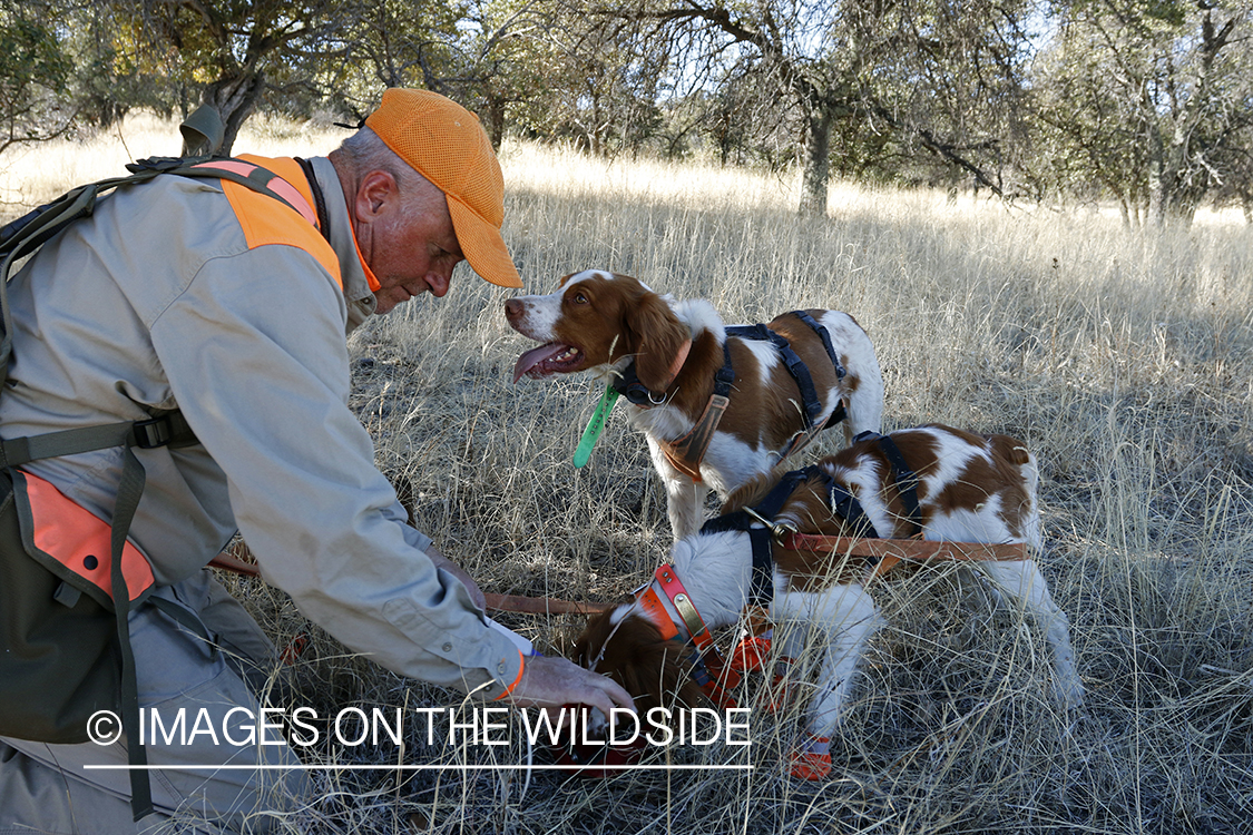Mearns quail hunting with Brittany Spaniels.