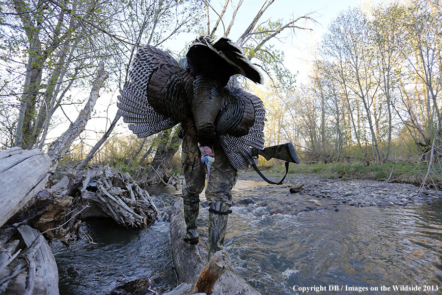 Turkey hunter in field with bagged turkey.