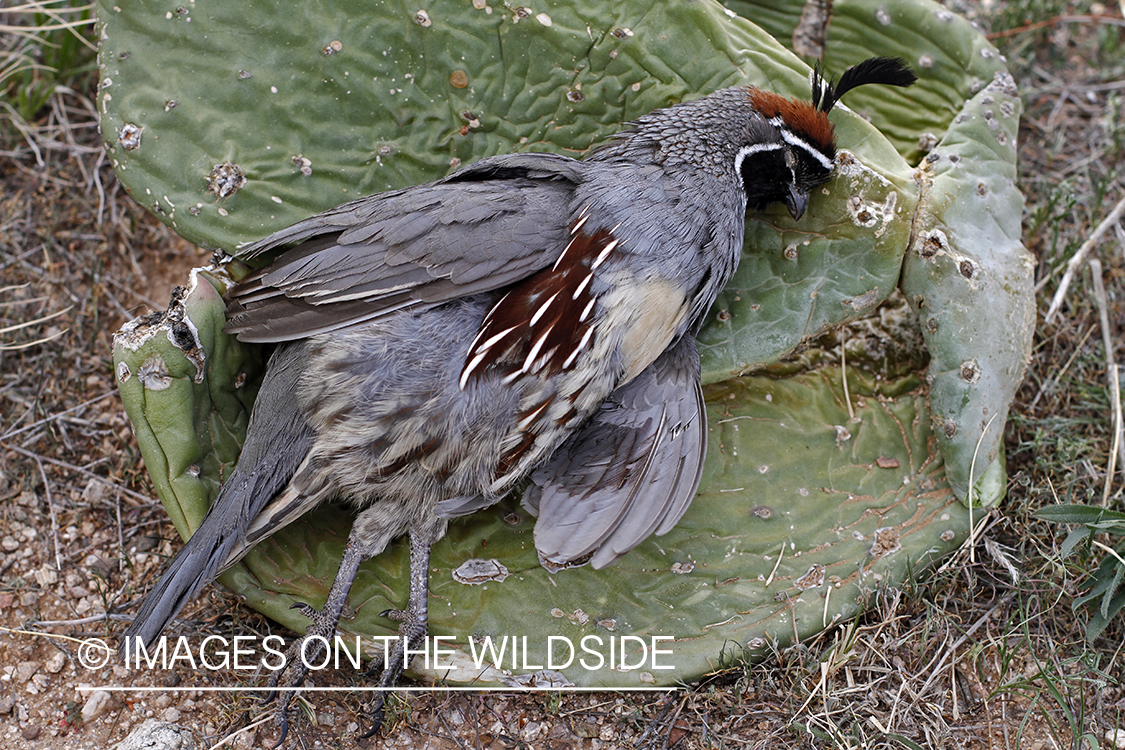 Bagged Gambel's Quail on cactus in Arizona.