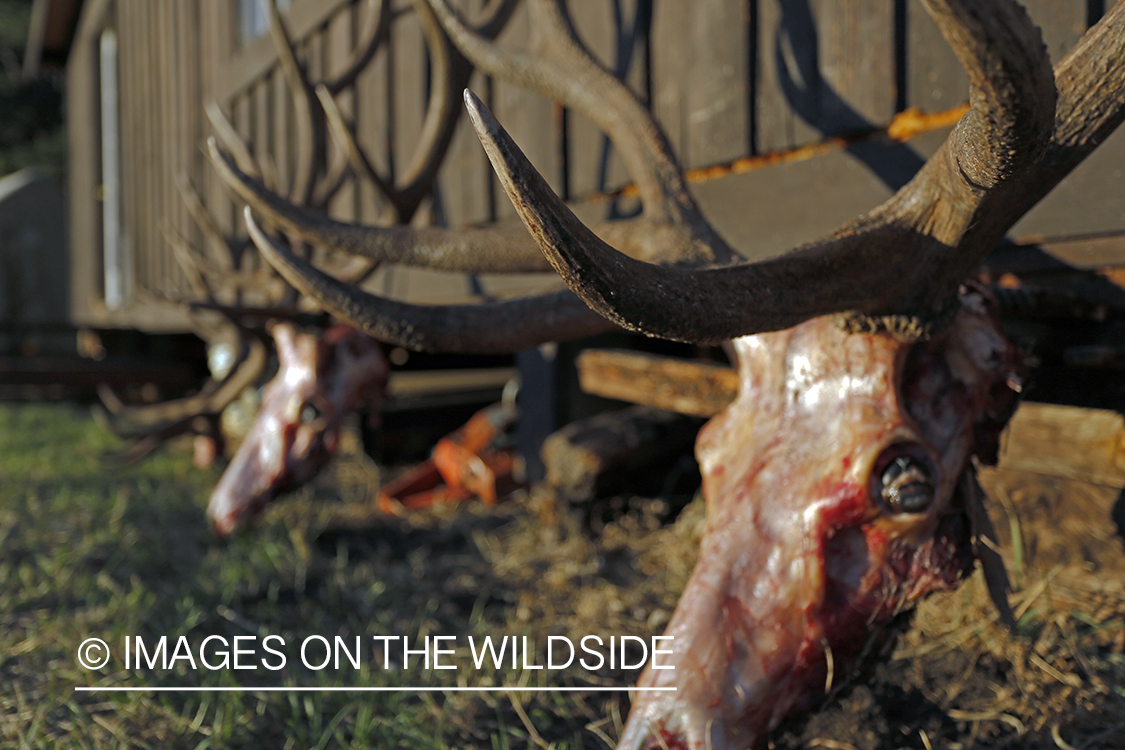 Recently bagged bull elk at camp.