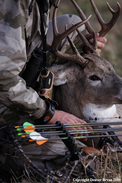 Bowhunter with bagged whitetail buck.
