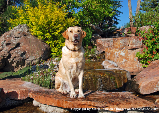 Yellow Labrador Retriever in field