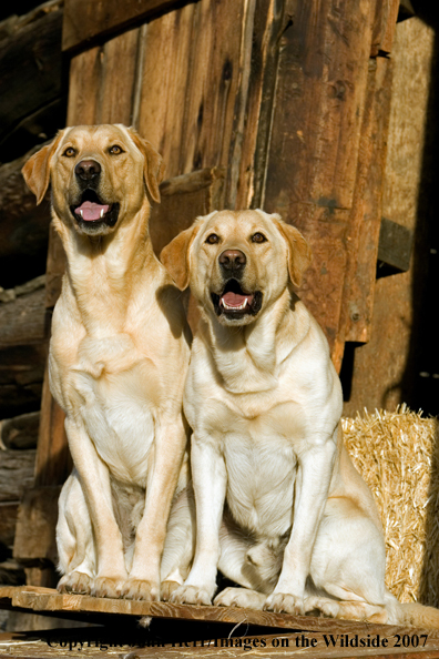 Yellow labrador retrievers in field.
