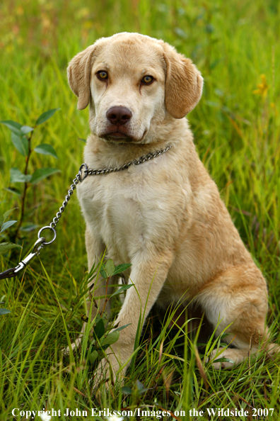 Yellow Labrador Retriever pup in field