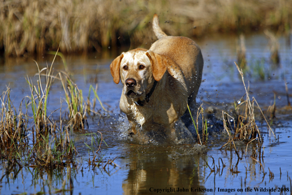 Yellow Labrador Retriever in field