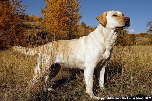 Yellow Labrador Retriever