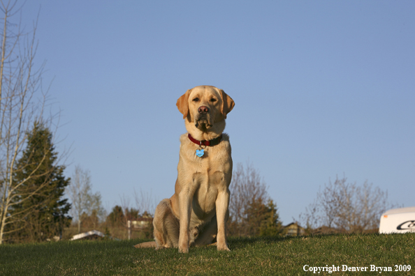 Yellow Labrador Retriever in yard