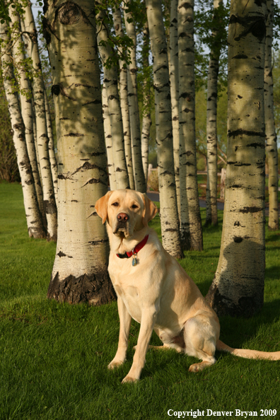 Yellow Labrador Retriever in yard