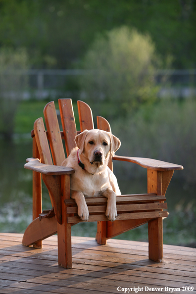 Yellow Labrador Retriever in chair